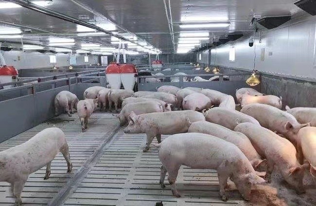 Aktueller Firmenfall über Schweinezuchtbetrieb der Mast 3000 in Russland