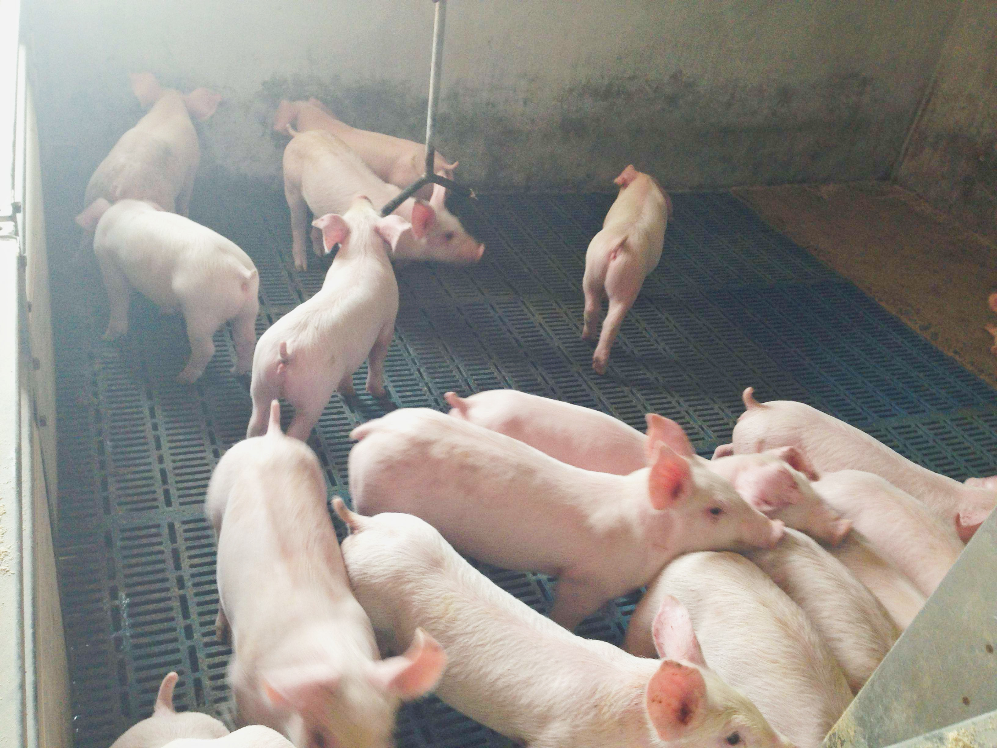 Aktueller Firmenfall über Absetzenschweinezuchtbetrieb 1500 in Kolumbien