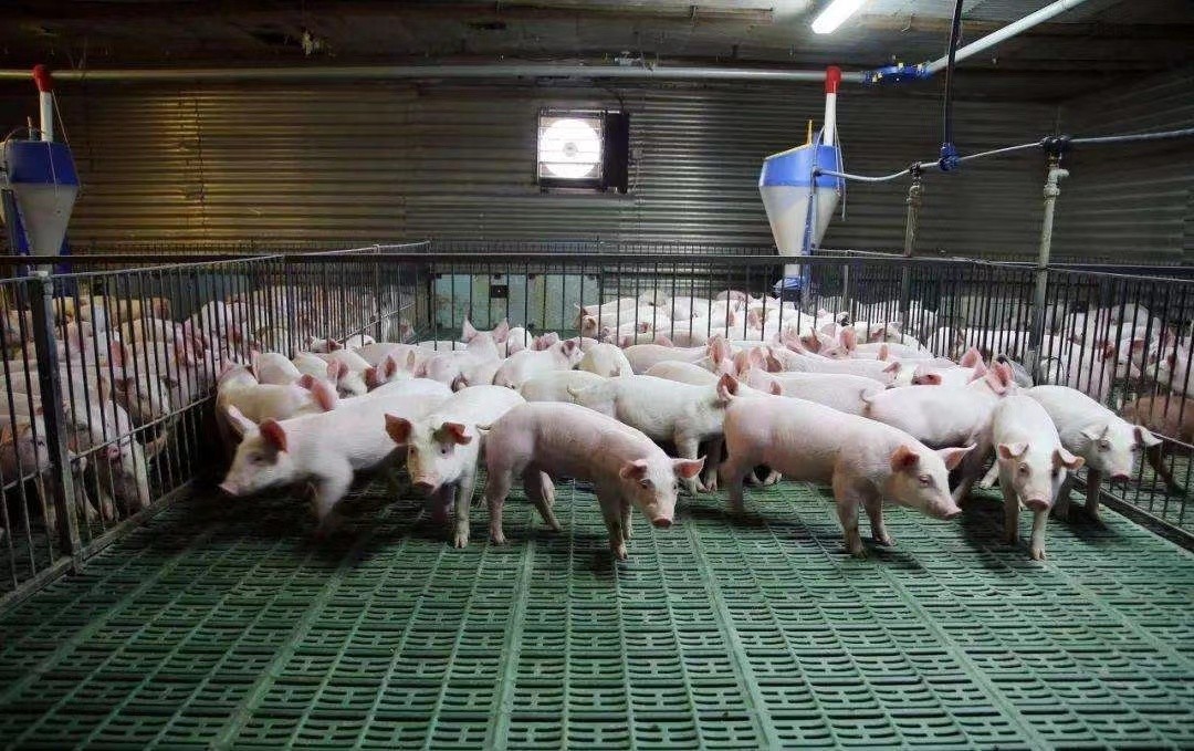 Aktueller Firmenfall über Mastschweinezuchtbetrieb 2000 in Vietnam