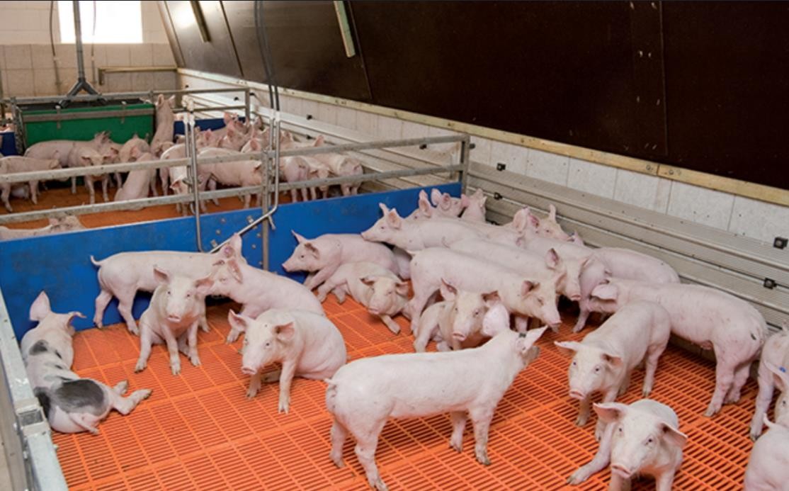 Aktueller Firmenfall über Mastschweinezuchtbetrieb 1000 in Deutschland