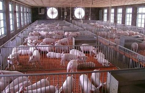 Aktueller Firmenfall über Schweinezuchtbetrieb mit 2800 Kindertagesstätten in den Philippinen