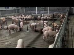 Hygienische Bauernhofs- mit Viehhaltungausrüstung galvanisierte Stahlmastschwein-Käfig