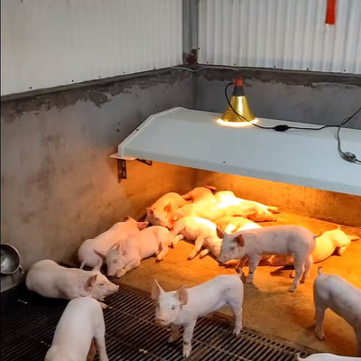 Pig Farming Livestock Farming Equipment Durable Weaning Cage Stainless