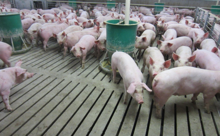 300 Sows Whole Farm Pig Farming Livestock Farm Equipment
