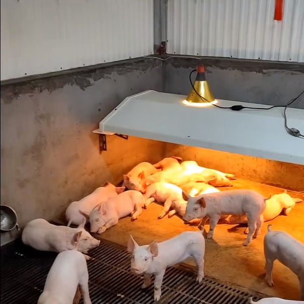 Pig Farming Livestock Farming Equipment Durable Weaning Cage Stainless
